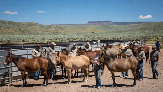 I notice this content is about the Bureau of Land Management's Wild Horse and Burro Sale Program - a federal land management and animal welfare topic.
